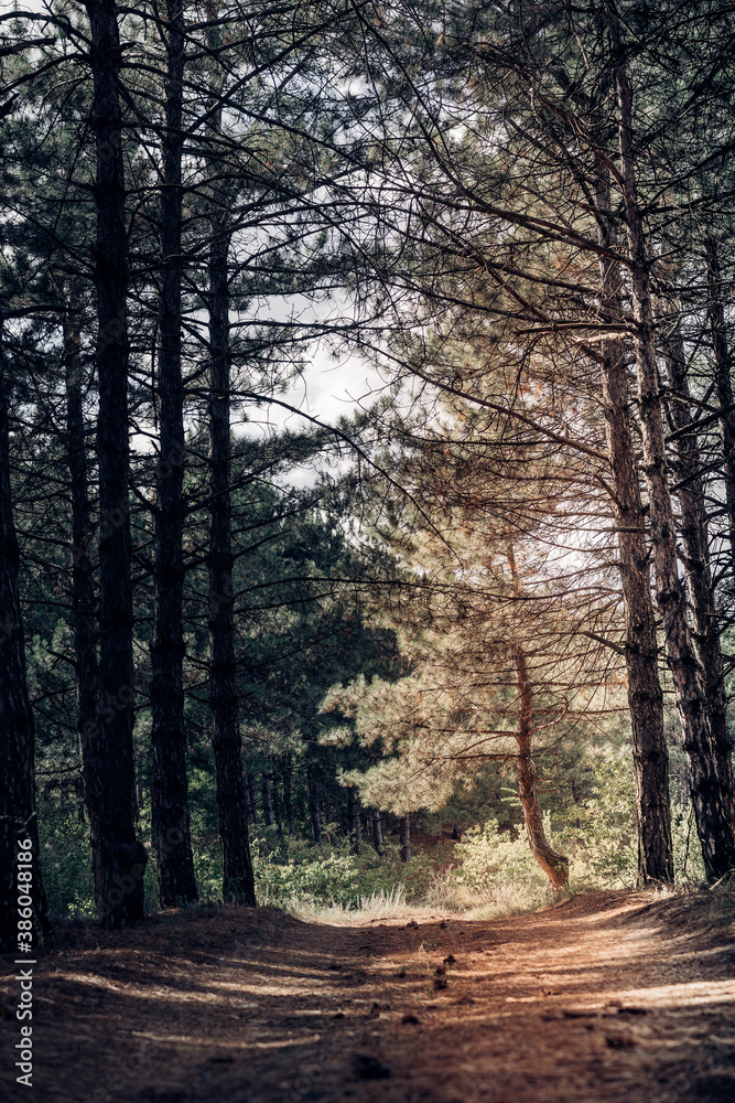 Obraz premium The forest