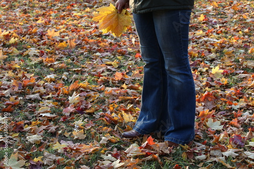 The person stands on the ground covered with fallen multicolored leaves red orange yellow.Legs in jeans in hand a maple bouquet in the sunlight.Photographed on an evening walk in the woods