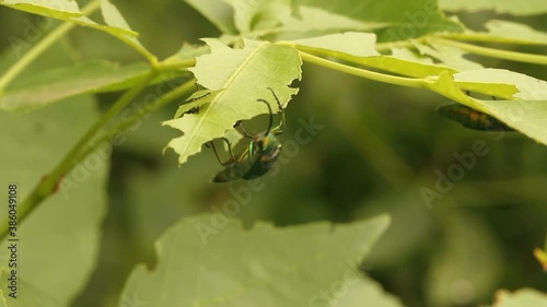 beetle spanish fly sits on the leaves of a lilac bush. summer warm day photo