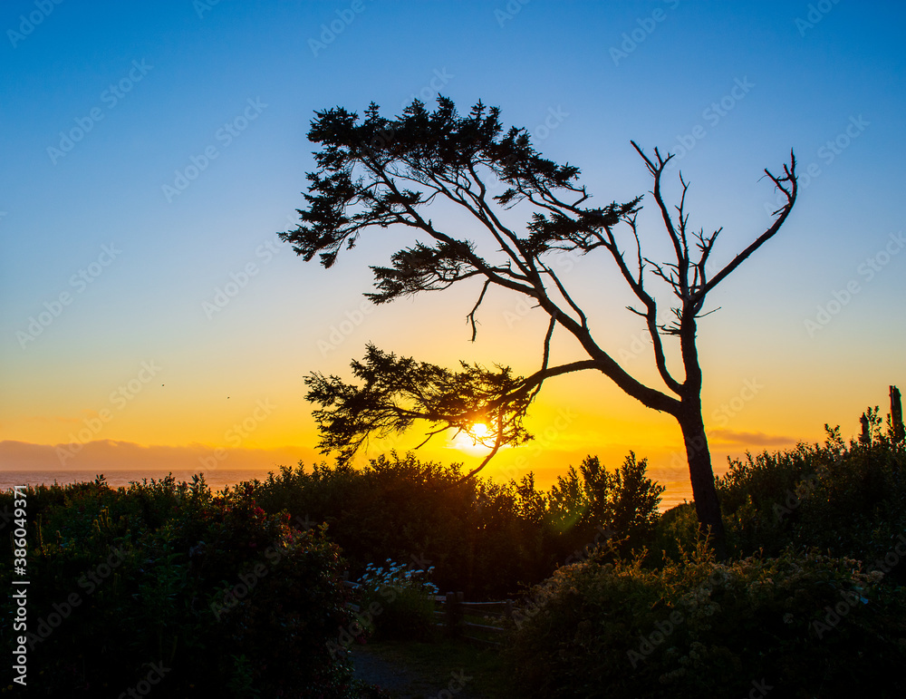 Tree Silhouette Over Ocean Sunset Oregon