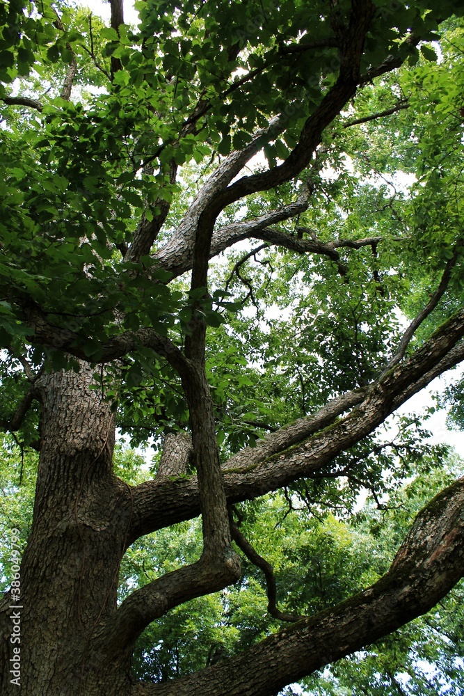 Oh Mighty Tree Oh Mighty Tree