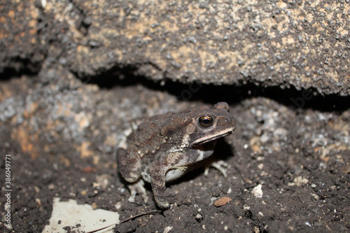 Duttaphrynus melanostictus is commonly called Asian common toad, Asian black - spined toad,