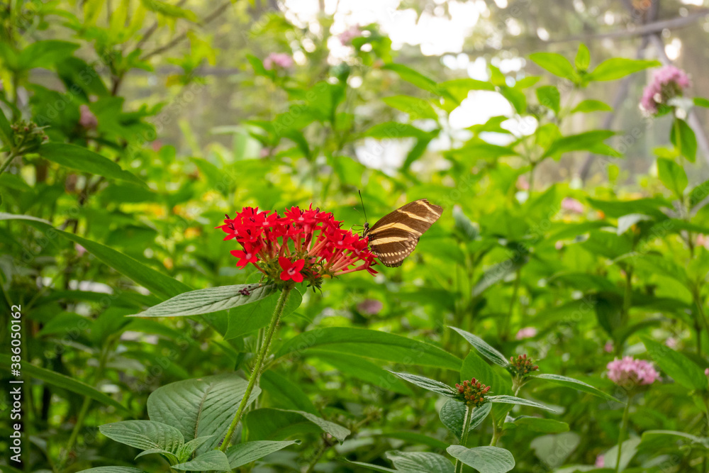 The Zebra Longwing or Zebra Heliconian (Heliconius charithonia), is a Butterfly Perched on a Red Flower (Ixora Coccinea) The Zebra Longwing or Zebra Heliconian (Heliconius charithonia), is a Butterfly Perched on a Red Flower (Ixora Coccinea)