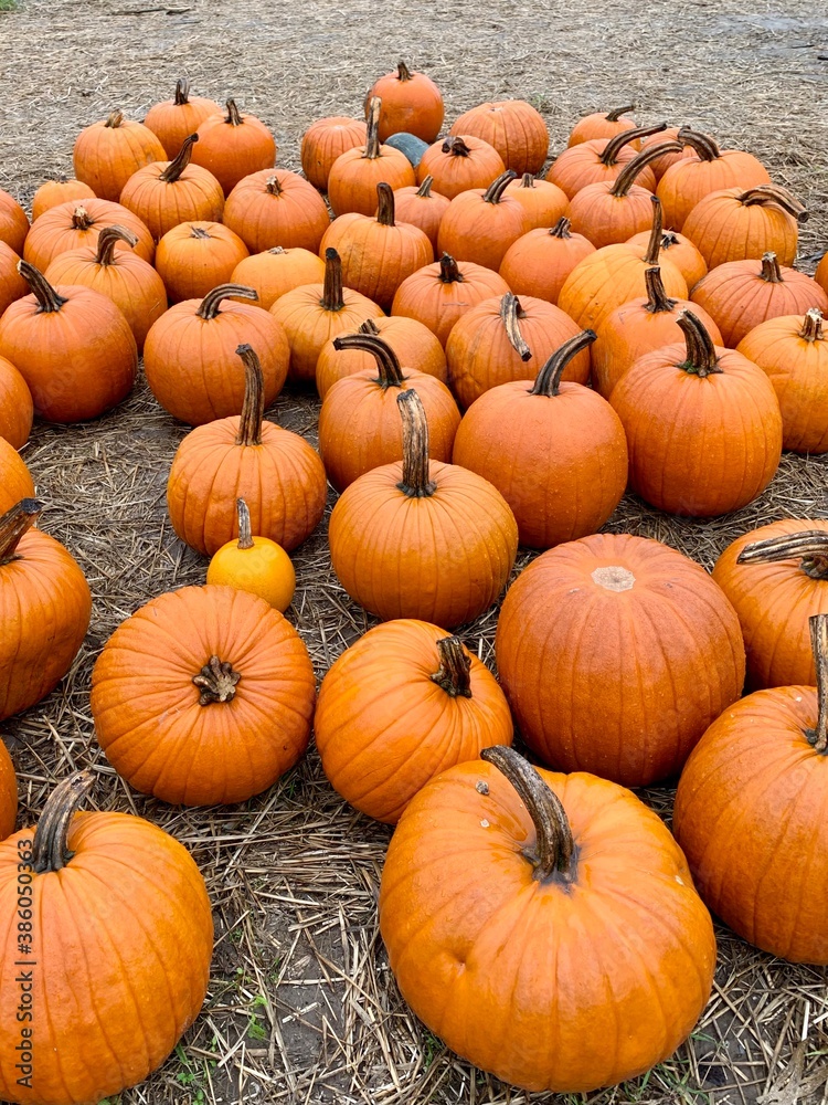 pumpkins in a field pumpkins in a field