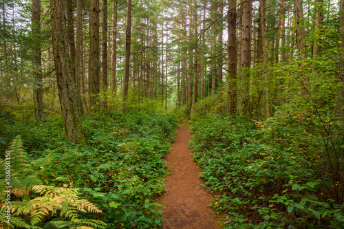 Rain Forest Trail in the Pacific Northwest. Fir trees and a verdant green pathway make for a wonderful hike in the woods on this island in the Salish Sea area of northwest Washington state.