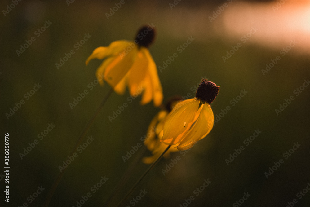 Obraz premium Yellow flowers at sunset