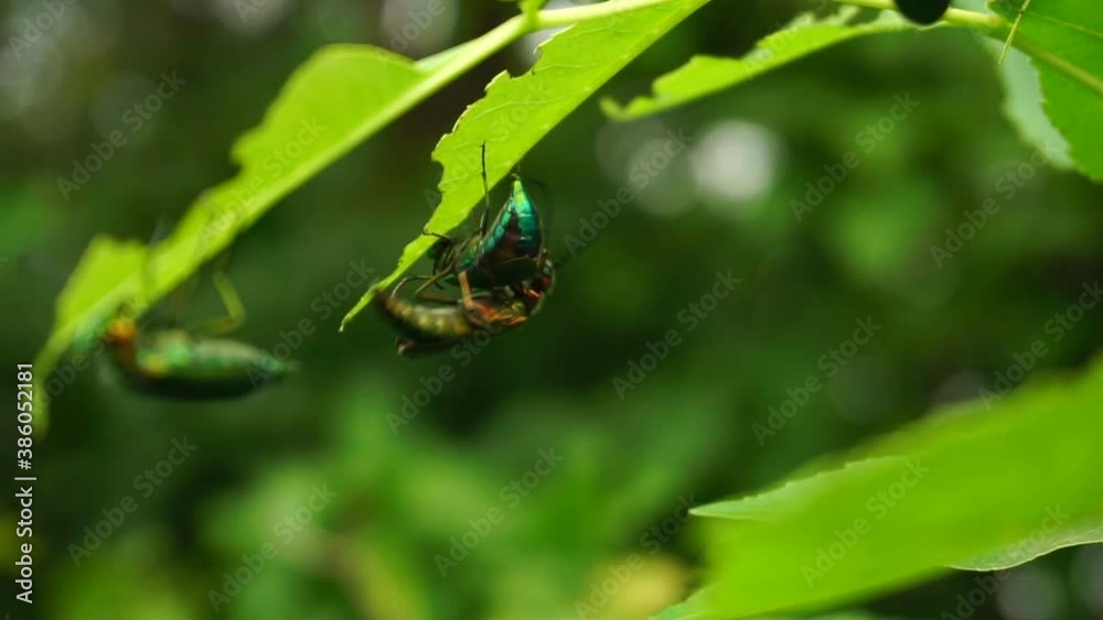 beetle spanish fly sits on the leaves of a lilac bush. summer warm day beetle spanish fly sits on the leaves of a lilac bush. summer warm day