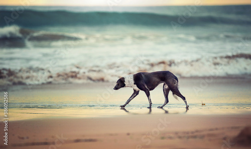 A lonely dog wanders along the beach