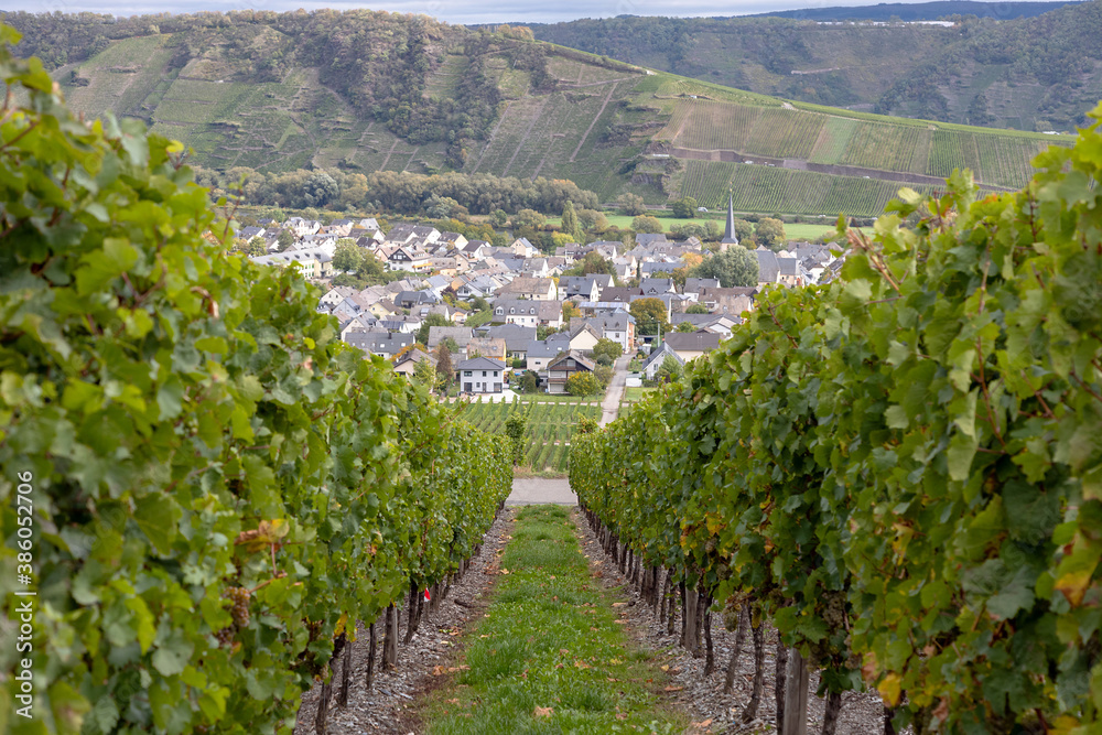 Weinanbau mit Blick auf ein kleines Dorf an der Mosel