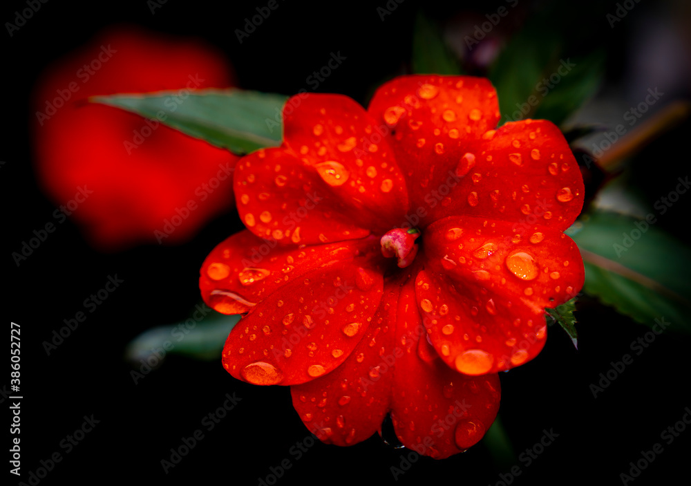 Fototapeta premium Rote Blume im Regen