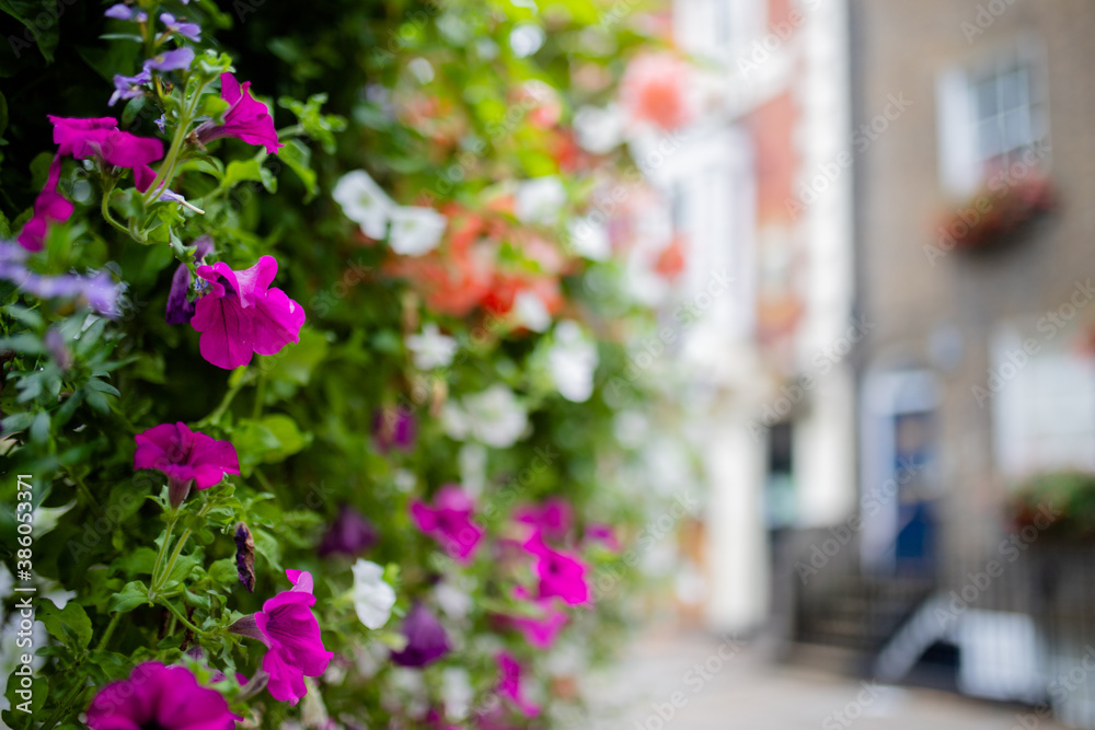 Landscape view of a Purple Flowers Bush with a Street From London as Background