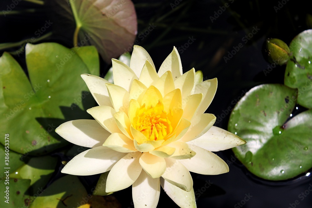 Lotus Flower