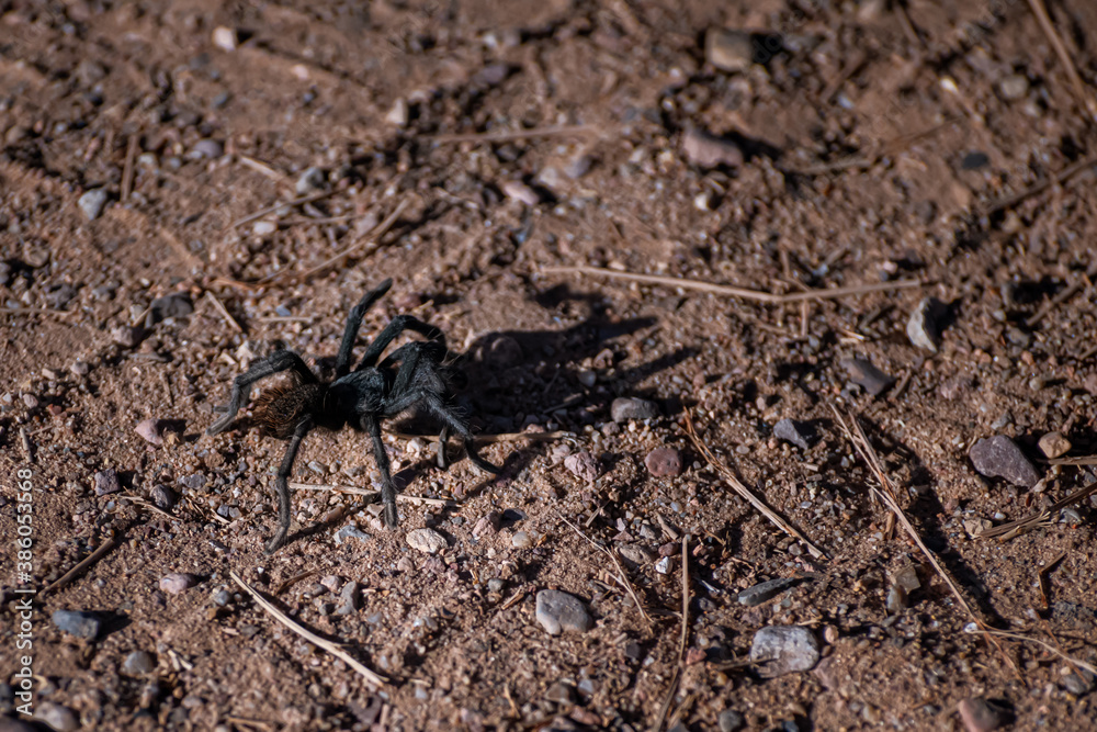 Tarantula crawling through the dirt in Arizona Tarantula crawling through the dirt in Arizona