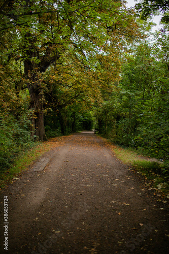 Portrait View of a Mysterious Long Path Surrounded by Trees and Plants