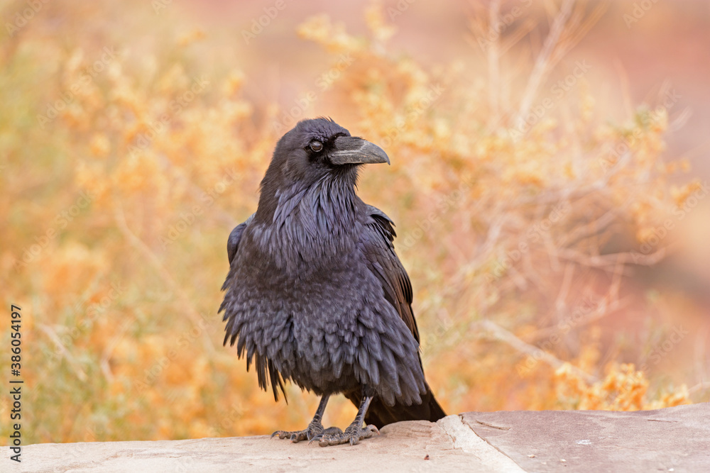 Fototapeta premium Common Raven with Ruffled Feathers