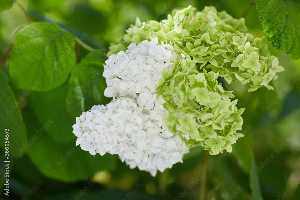 White Hydrangea arborescens Annabelle close up. Flowers of smooth hydrangea White Hydrangea arborescens Annabelle close up. Flowers of smooth hydrangea