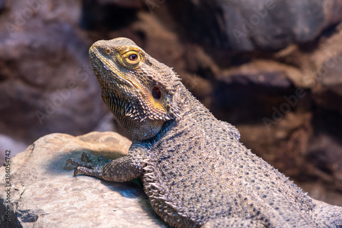 Central bearded dragon (pagona vitticeps) photo