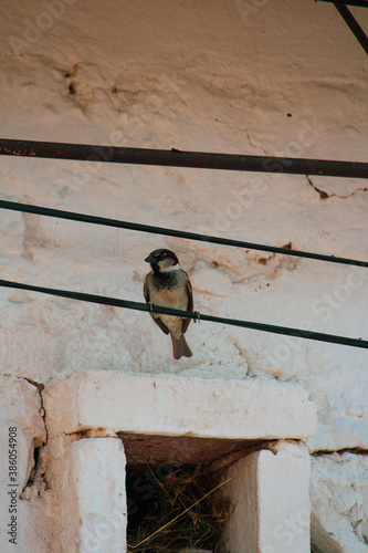 pájaro en cable