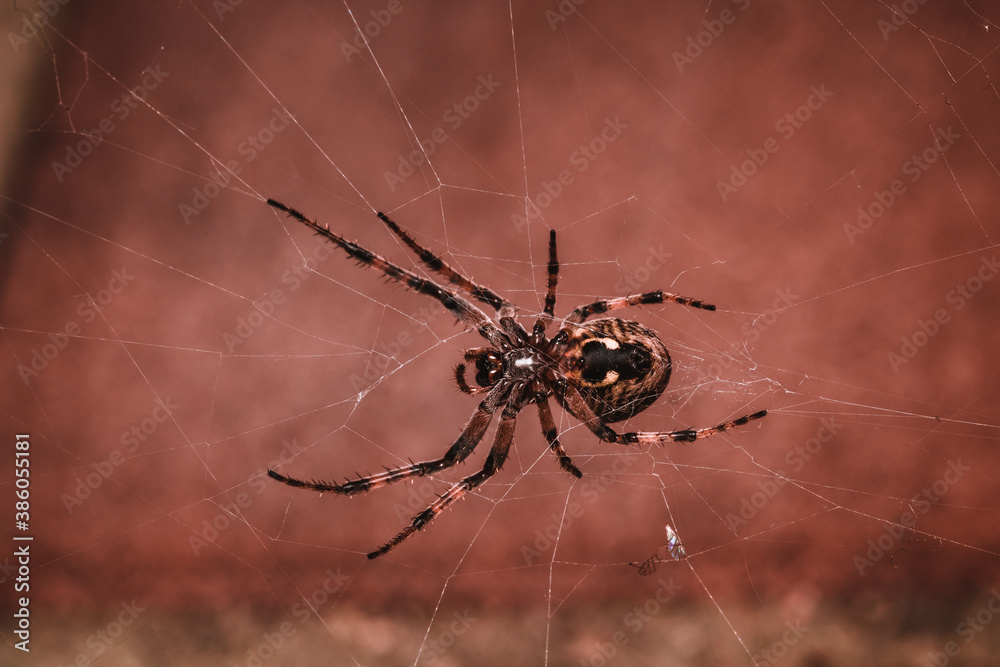 Obraz premium spider on the web
