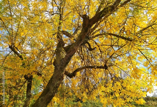 yellow leaves in autumn