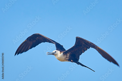 aves guayabitos photo