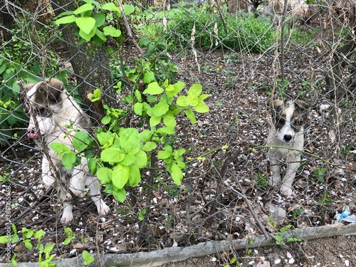 puppy in the garden