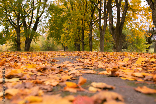 Beautiful autumn park. Autumn landscape. Fallen leaves lying on the ground. Selective focus
