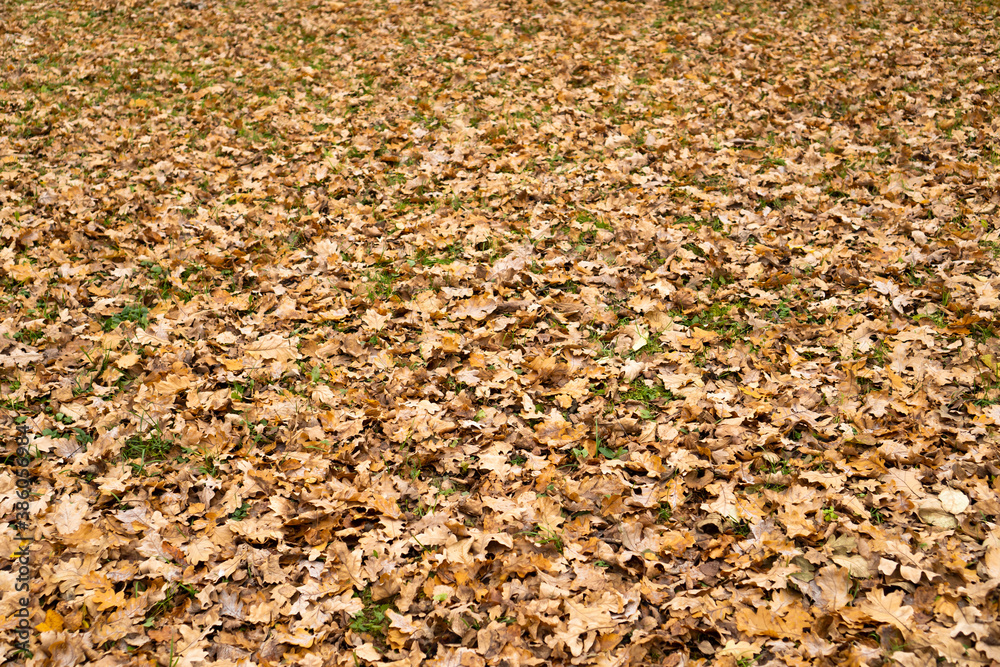 Fallen brown oak leaves on the ground. Autumn background. Selective focus. Fallen brown oak leaves on the ground. Autumn background. Selective focus.