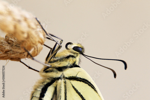 Close Up von vorderen Teil von Schwalbenschwanz Schmetterling