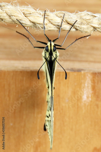 Schwalbenschwanz Schmetterling auf einem Seil sitzend von oben gesehen mit geschlossenen flügeln