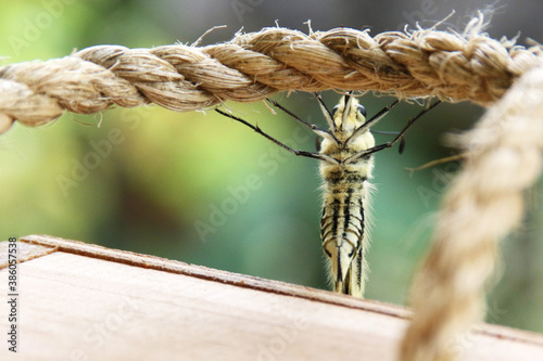 Close Up von einem Schwalbenschwanz Schmetterling auf einem Seil sitzend von unten gesehen