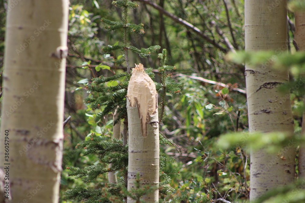 Broken tree in the woods. 