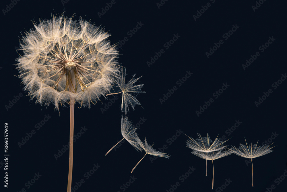 Fototapeta premium dandelion seeds fly from a flower on a dark blue background. botany and bloom growth propagation