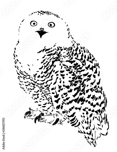 Polar owl sketch, Realistic vector illustration engraving style Hand drawn isolate on white background