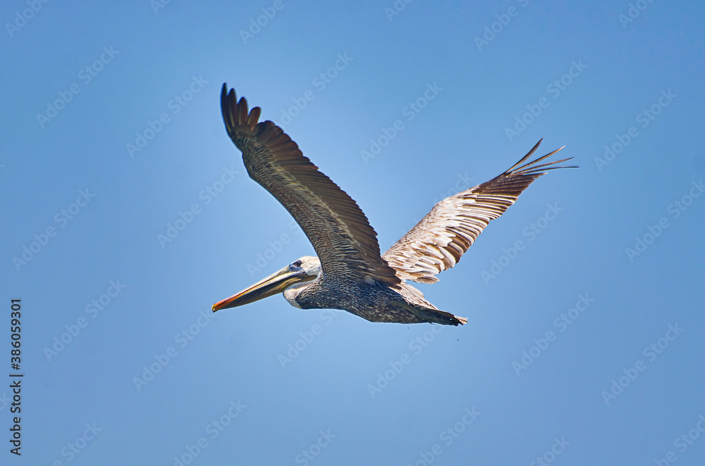 Fototapeta premium pelicano volando