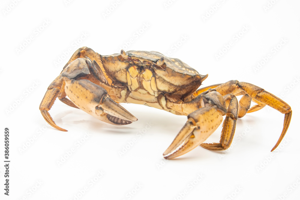 sea ​​crab on a white background