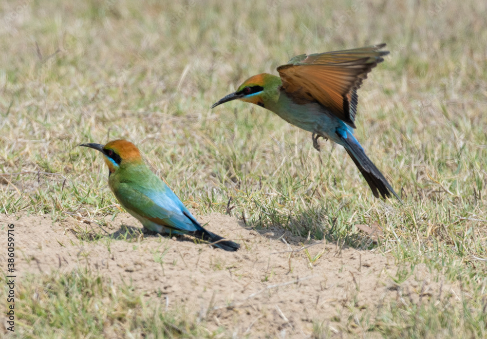 Rainbow bee eaters nesting on the ground on the north coast of New South Wales.