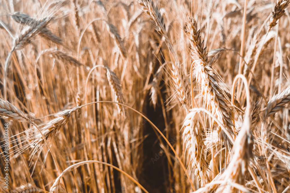 Fototapeta premium Yellow grain ready for harvest growing in a farm field