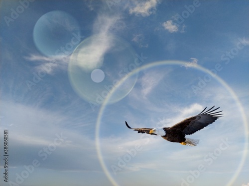 Принти на полотні eagle in flight