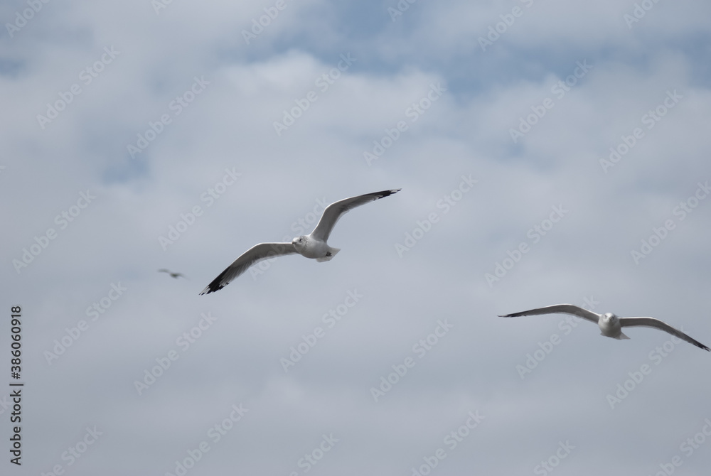 Fototapeta premium birds in flight against a gray sky