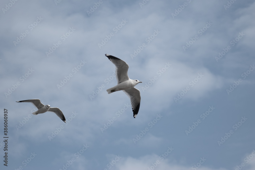 birds in flight against a gray sky birds in flight against a gray sky