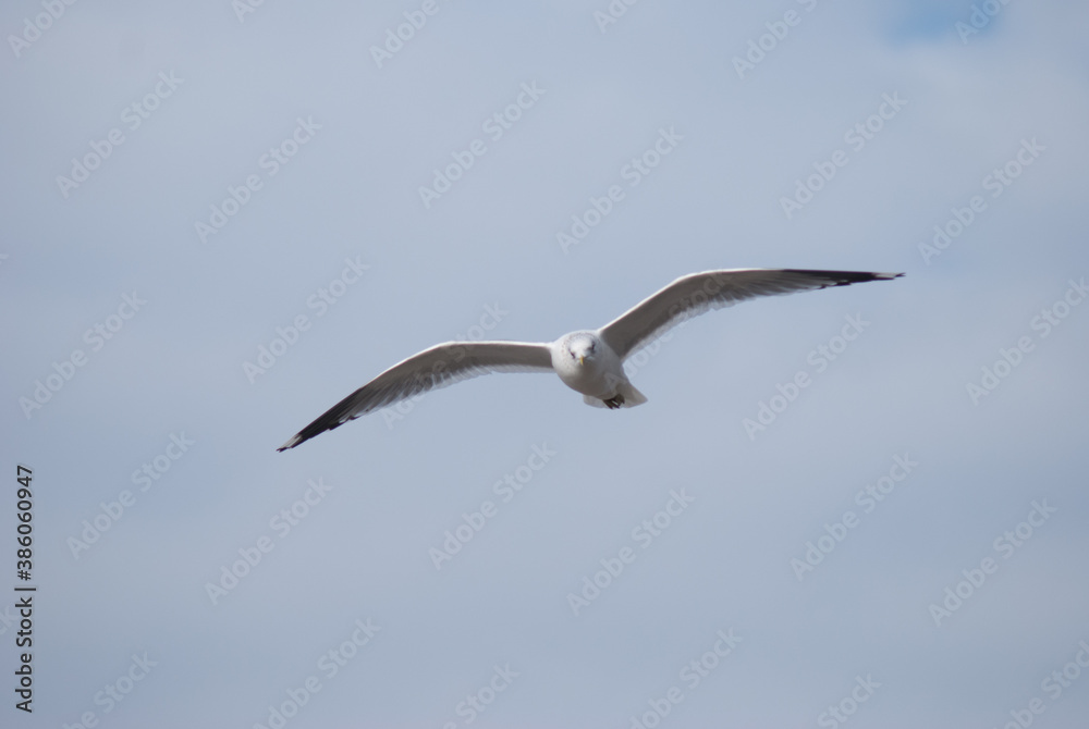 birds in flight against a gray sky birds in flight against a gray sky