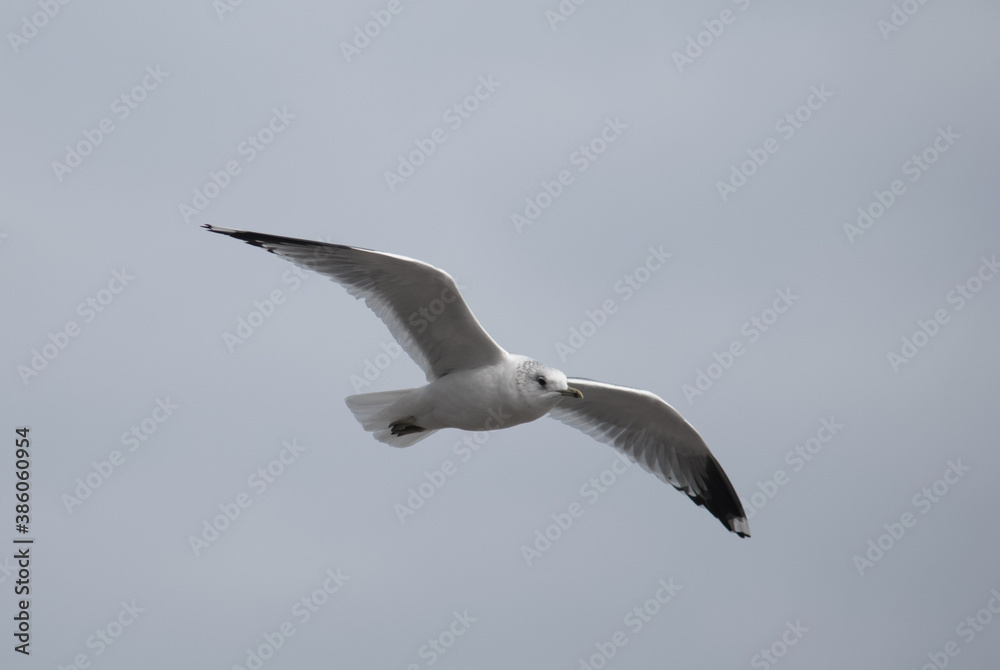birds in flight against a gray sky birds in flight against a gray sky