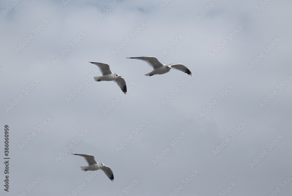 birds in flight against a gray sky birds in flight against a gray sky
