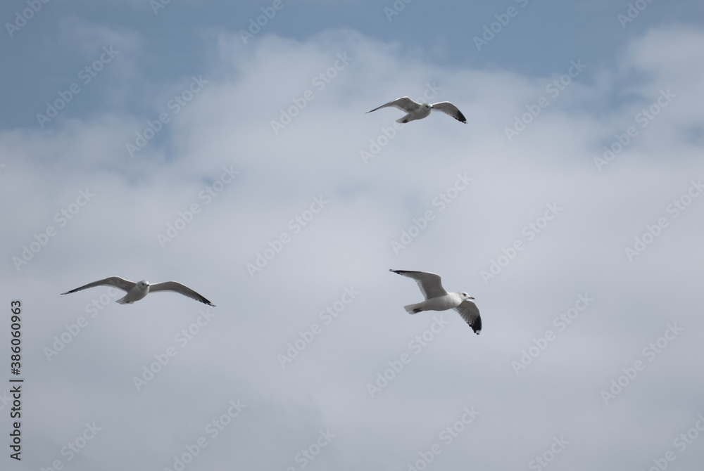 birds in flight against a gray sky birds in flight against a gray sky