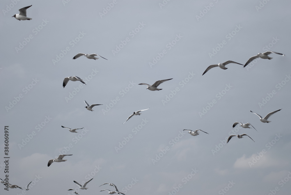irds in flight against a gray sky