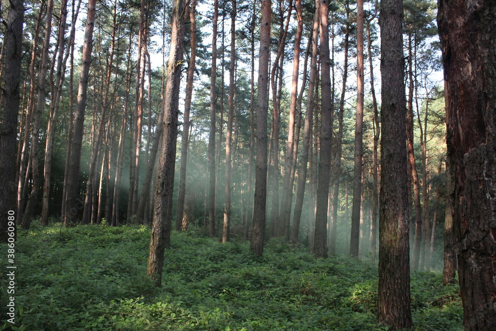 Naklejka premium morning in the forest