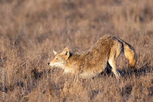 Coyote  Canis latrans   Point Reyes National Seashore  California  USA