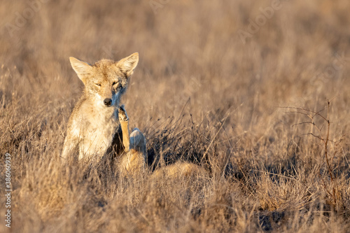 Coyote  Canis latrans   Point Reyes National Seashore  California  USA