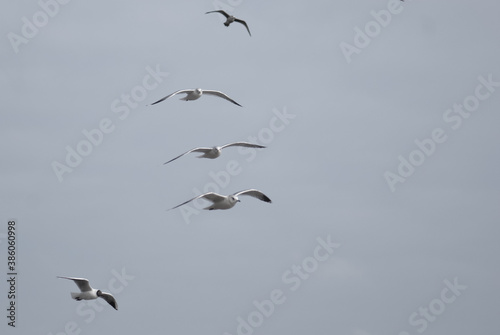 birds in flight against a gray sky © fotofotofoto